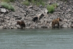 Momma and the cubs hangin' out at the Thompson river's edge