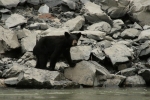 A fairly common sighting along the banks of the Fraser river
